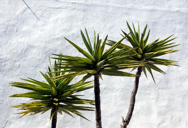 Lanzarote 2016